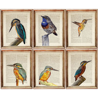 Set of 6 Stunning Bird Dictionary Art Prints, Flight of Elegance Decor