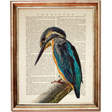 Set of 6 Stunning Bird Dictionary Art Prints, Flight of Elegance Decor