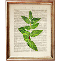 Botanical Green Leaf Eucalyptus Dictionary Art Prints, Greenery Wall Art Set
