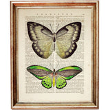 Set of 4 Butterflies & Dragonflies Dictionary Art Prints