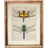 Set of 4 Butterflies & Dragonflies Dictionary Art Prints