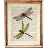 Set of 4 Butterflies & Dragonflies Dictionary Art Prints