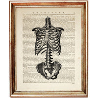 Set of 6 Human Anatomy Dictionary Art Prints, Anatomical Insights