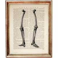 Set of 6 Human Anatomy Dictionary Art Prints, Anatomical Insights