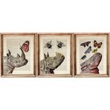 Rhinoceros Dictionary Art Prints Set of 3 Wall Art Butterflies Bees Poster