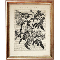 Botanical Dictionary Art Prints Set of 10 - Sunflower, Flower, Bee
