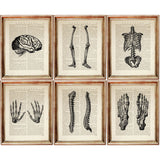 Set of 6 Human Anatomy Dictionary Art Prints, Anatomical Insights