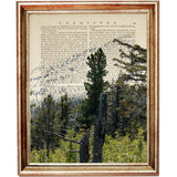 Mountain woodland landscape with tall pine trees, weathered tree trunks and distant rocky slopes, printed on a genuine vintage dictionary page.