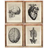 Set of four vintage anatomy dictionary prints featuring a human skull, anatomical heart, brain and rib cage with spine, displayed in wooden frames.